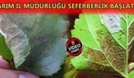 AMERİKAN KELEBEĞİYLE TOPYEKÜN MÜCADELE