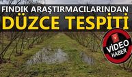 FINDIK ARAŞTIRMACILARINDAN DÜZCE TESPİTİ