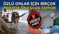 ÖZLÜ ONLAR İÇİN BİRÇOK PROJEYE ÖNCÜLÜK EDİYOR, BELEDİYE: SOKAK HAYVANI SORUNU BİTECEK