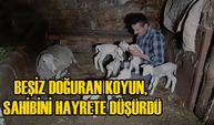 BEŞİZ DOĞURAN KOYUN, SAHİBİNİ HAYRETE DÜŞÜRDÜ