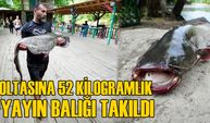 OLTASINA 52 KİLOGRAMLIK YAYIN BALIĞI TAKILDI