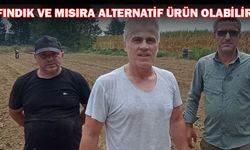 DÜZCE’DE 3 KAFADAR SAFRAN ÜRETİMİNE BAŞLADI