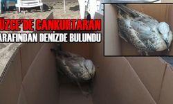 BİTKİN HALDE BULUNAN MARTI KORUMA ALTINA ALINDI