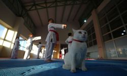 SEVİMLİ KARATE CAT ANTREMANLARDA SPORCULARI YALNIZ BIRAKMIYOR