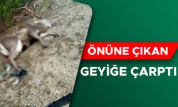 MİNİBÜSÜN ÇARPTIĞI GEYİK TELEF OLDU