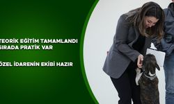 SOKAK HAYVANLARI YASAYA UYGUN ŞEKİLDE REHABİLİTE EDİLECEK