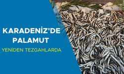 BALIKÇILAR KASALAR DOLUSU PALAMUTLA DÖNÜYOR