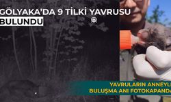 YAVRULARIN ANNEYLE BULUŞMA ANI FOTOKAPANDA