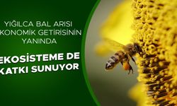 YARIM KİLO BAL İÇİN 2 MİLYONDAN FAZLA ÇİÇEĞİ GEZİYOR