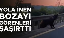 BOZAYI VE YAVRULARI CEP TELEFONU KAMERASIYLA GÖRÜNTÜLENDİ