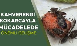 HEDEF: BU YIL 1 MİLYON SAMURAY ARISI SALIMI