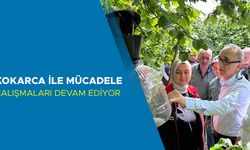 GÜMÜŞOVA’DA 145 ADET TUZAK ASILDI