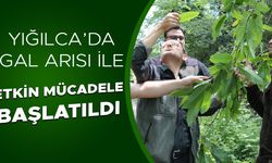 KESTANE ORMANLARINA SAVAŞÇI BÖCEKLER SALINDI