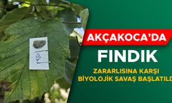 FINDIK BAHÇELERİNE SAMURAY ARISI SALINDI