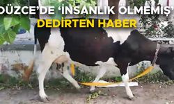 D-100 KARAYOLUNDA BAŞIBOŞ DOLAŞAN İNEĞİ GÜVENLİ BÖLGEYE GÖTÜRDÜ