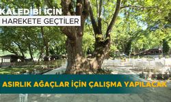 ASIRLIK AĞAÇLAR İÇİN ÇALIŞMA YAPILACAK