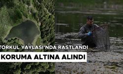 DÜZCE'DE KORUMAYA ALINAN SEMENDER TÜRLERİ TAKİP ALTINDA