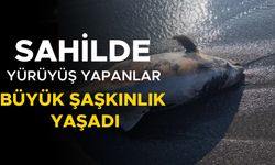 ÖLÜ YUNUS BALIĞI KARAYA VURDU