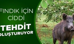 DÜZCE’DE SÜREK AVI BAŞLIYOR