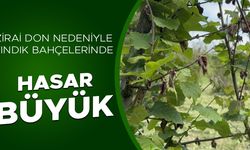 ÜRETİCİLER 2 YIL FINDIKTAN ÜMİDİNİ KESTİ