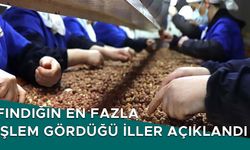 DÜZCE’DE KAÇ TON FINDIK İŞLEM GÖRDÜ?