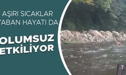 SICAKTAN BUNALAN KARACA SERİNLEMEK İÇİN GİRDİĞİ DEREDE GÖRÜNTÜLENDİ