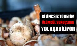 PARK VE BAHÇELERDEKİ MANTARLARA DİKKAT!