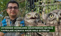 VETERİNER HEKİMLERİN GÖZETİMİNDE BAYKUŞ YAVRULARI UÇMAYA HAZIR HALE GETİRİLDİ