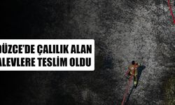 5 DÖNÜM ALAN YANGINDAN ZARAR GÖRDÜ