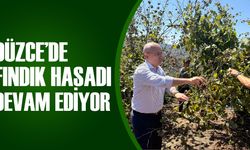 KAYMAKAM PİŞKİN FINDIK TOPLADI