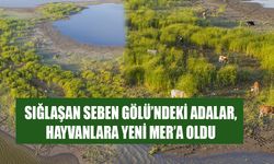 SEBEN GÖLÜ'NDE ORTAYA ÇIKAN ADACIKLAR, İNEKLERİN OTLAĞI OLDU