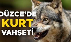SALDIRIYA UĞRAYAN KÖPEK TELEF OLDU