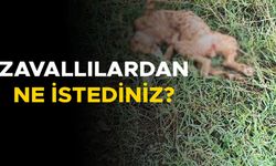 İNSANLIKTAN NASİBİNİ ALMAYANLARIN SON VUKUATI YÜREKLERİ SIZLATTI