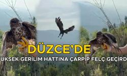 TEDAVİSİ TAMAMLANAN KIZIL ŞAHİN DOĞAYA SALINDI