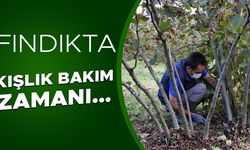 FINDIKTA KIŞLIK BAKIM ZAMANI…