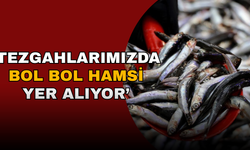 PALAMUT GÜRCİSTAN'A KAÇINCA TEZGAHLAR HAMSİYLE DOLDU