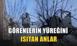 AĞAÇTA KALAN KEDİYE KURTARMA ÇALIŞMASI