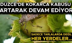FINDIK ÜRETİCİLERİ DİKKATLİ OLMAYA ÇAĞRILDI