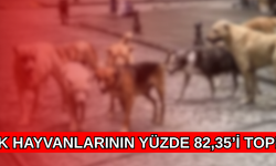 DÜZCE’DE SAHİPSİZ HAYVANLARIN YÜZDE 82’Sİ TOPLANDI