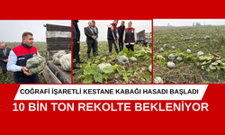 COĞRAFİ İŞARETLİ KESTANE KABAĞI HASADI BAŞLADI