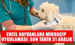 TERK EDEN HAYVAN SAHİBİNE 86 BİN 350 TL CEZA