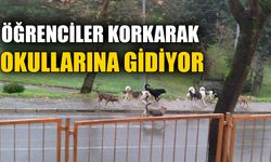 VELİLER SOKAK KÖPEKLERİNE KARŞI ENDİŞELİ