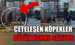 DÜZCE’DE BAŞIBOŞ KÖPEKLERİN BİR KADINA SALDIRI ANI KAMERADA