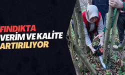 FINDIKTA VERİM VE KALİTE ARTIRILIYOR