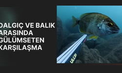 DALGIÇ VE BALIK ARASINDA GÜLÜMSETEN KARŞILAŞMA