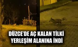 TİLKİNİN PANİK ANLARI VATANDAŞIN KAMERASINA TAKILDI