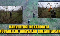 UZMAN KULAÇ: “KOKARCAYA KARŞI MÜCADELE YÜRÜTMEYE ÇALIŞACAĞIZ”