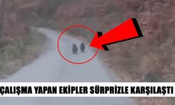 YOLA ÇIKAN YAVRU AYILAR CEP TELEFONU İLE GÖRÜNTÜLENDİ