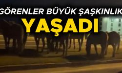 YILKI ATLARI D-100 KARAYOLUNA İNDİ