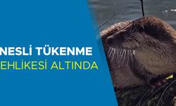 YEDİGÖLLER’DE SU SAMURU GÖRÜNTÜLENDİ